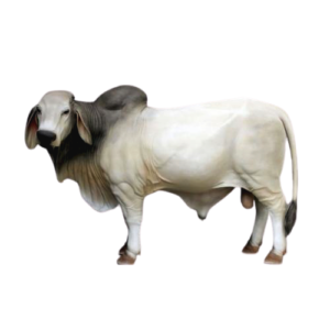 Live cow