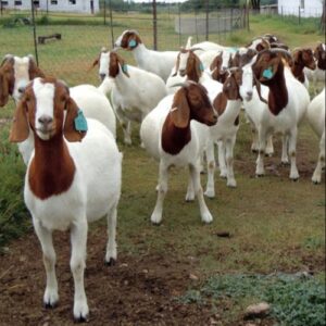 Live goat