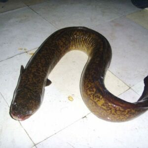 Live Eel