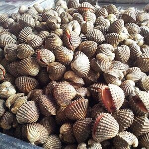 Live Blood Clams